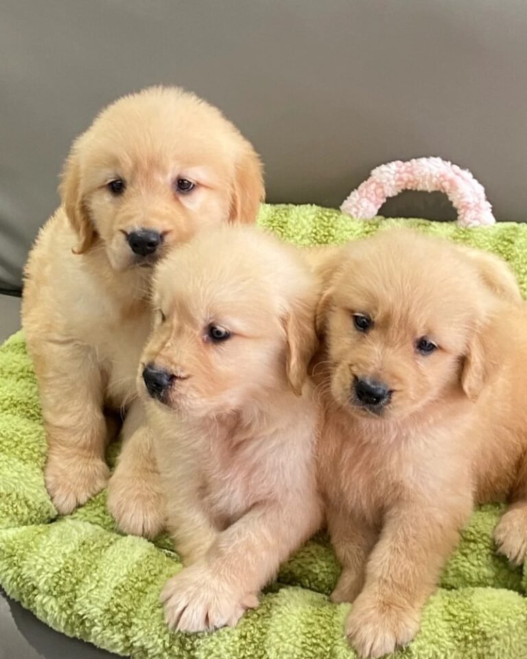 121+ Ảnh 3 Con Chó Dễ Thương Khiến Ai Cũng Muốn Lưu Ngay