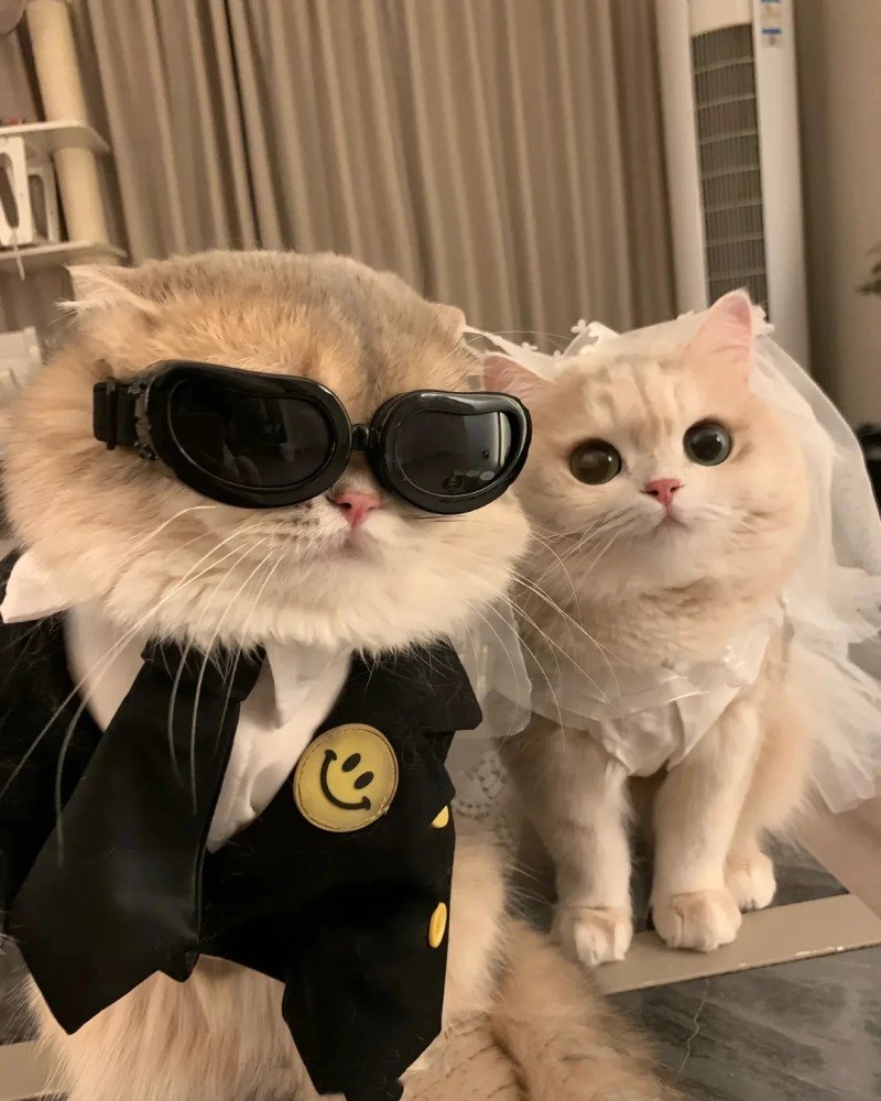 ảnh cưới hoạt hình 16