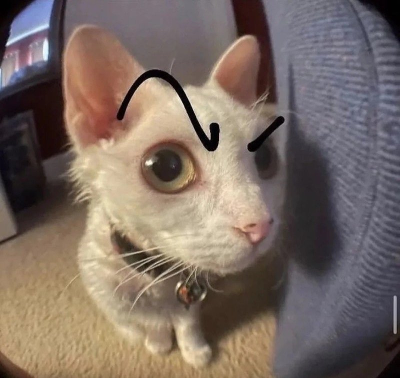 ảnh mèo chế 13