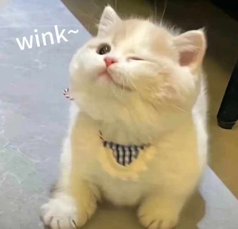 ảnh mèo chế 26