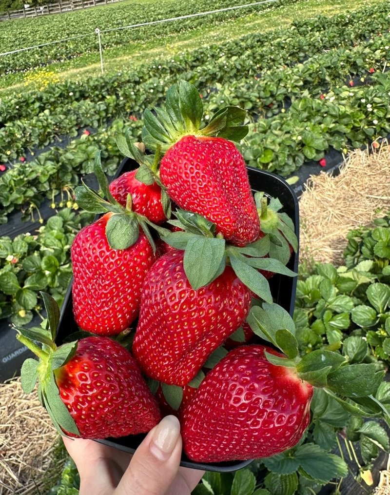 ảnh quả dâu tây 1