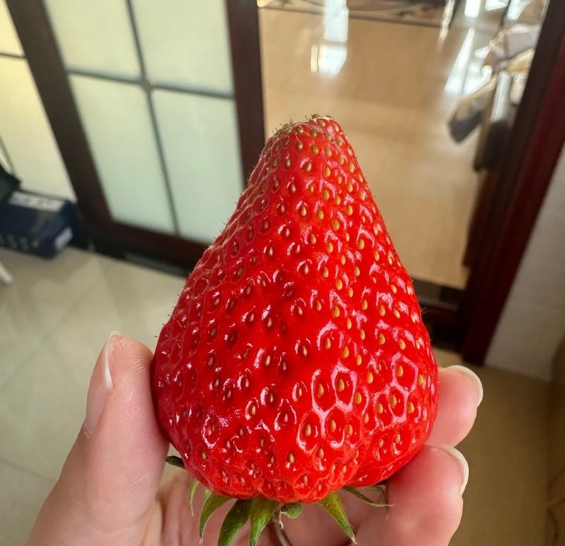 ảnh quả dâu tây 10