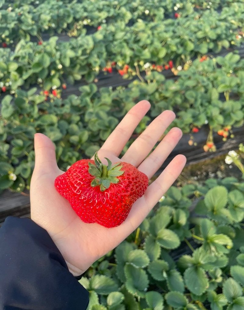 ảnh quả dâu tây 11