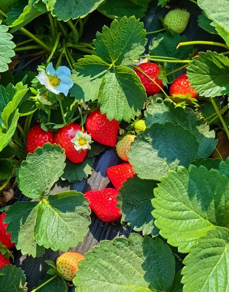 ảnh quả dâu tây 13