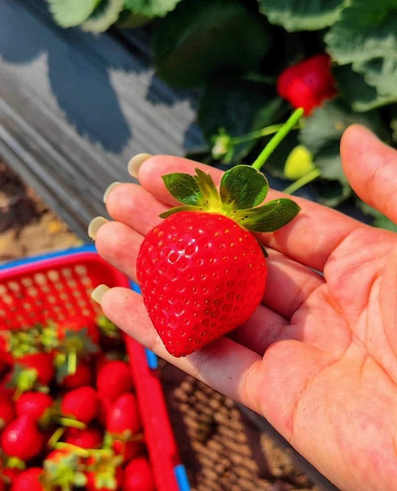 ảnh quả dâu tây 14