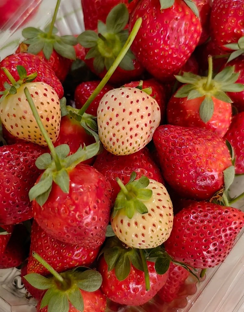 ảnh quả dâu tây 15