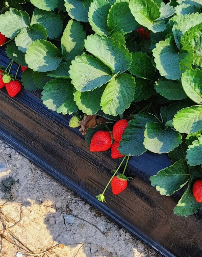 ảnh quả dâu tây 16