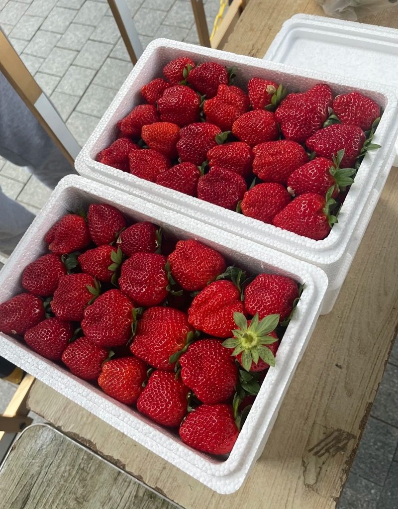 ảnh quả dâu tây 17