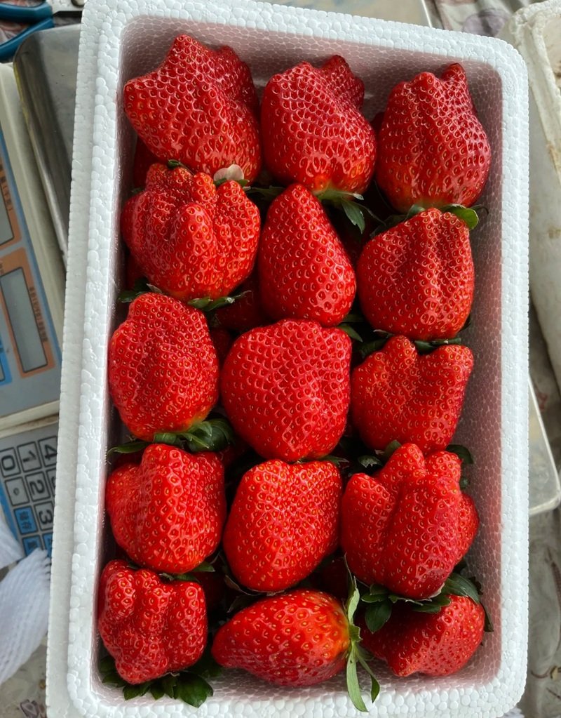 ảnh quả dâu tây 18