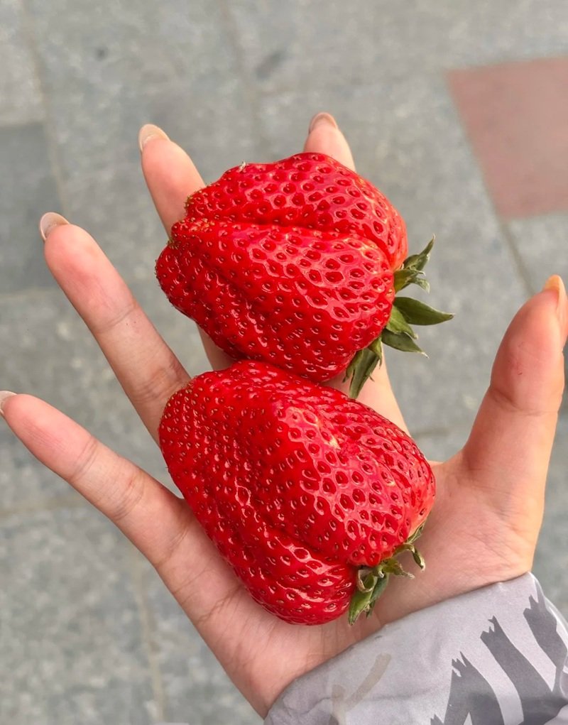 ảnh quả dâu tây 23