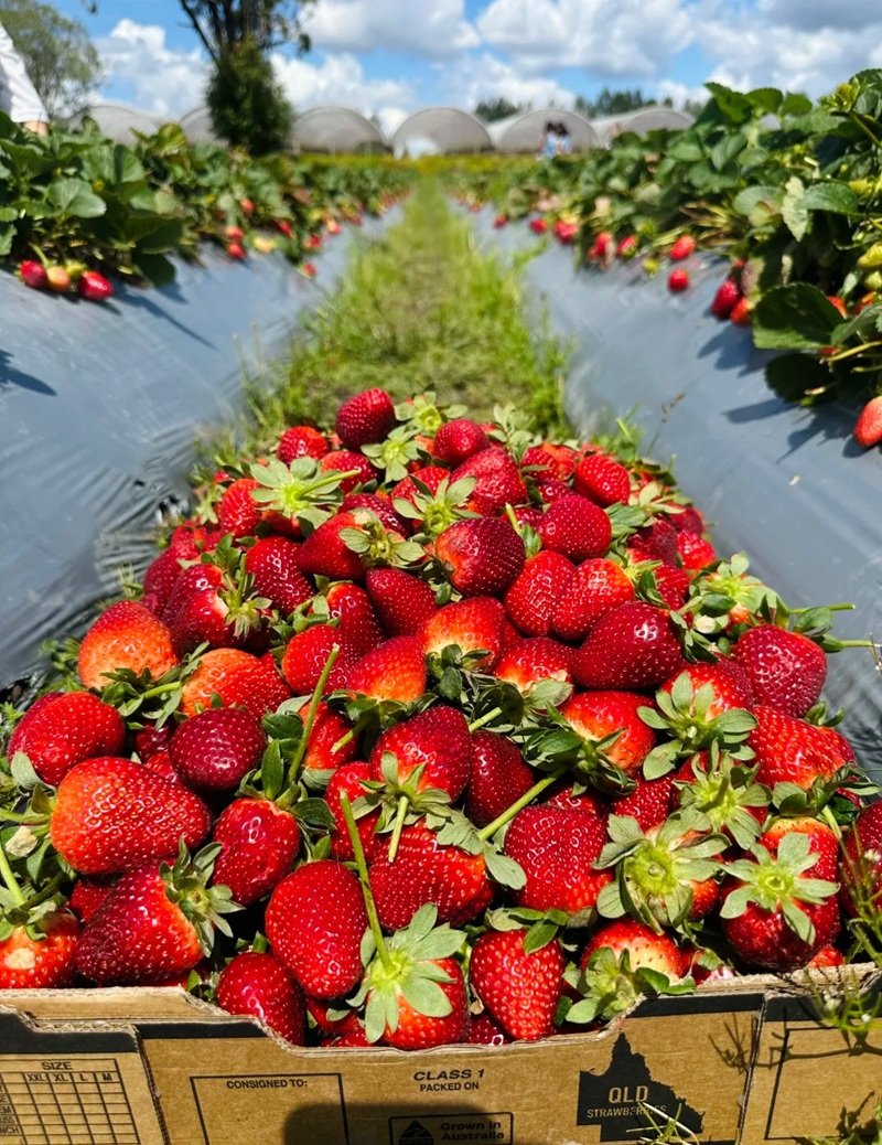 ảnh quả dâu tây 27