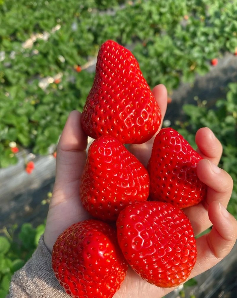 ảnh quả dâu tây 28