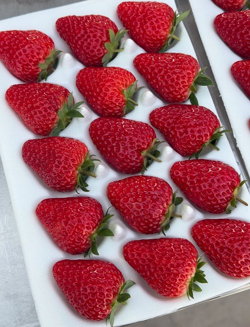 ảnh quả dâu tây 29