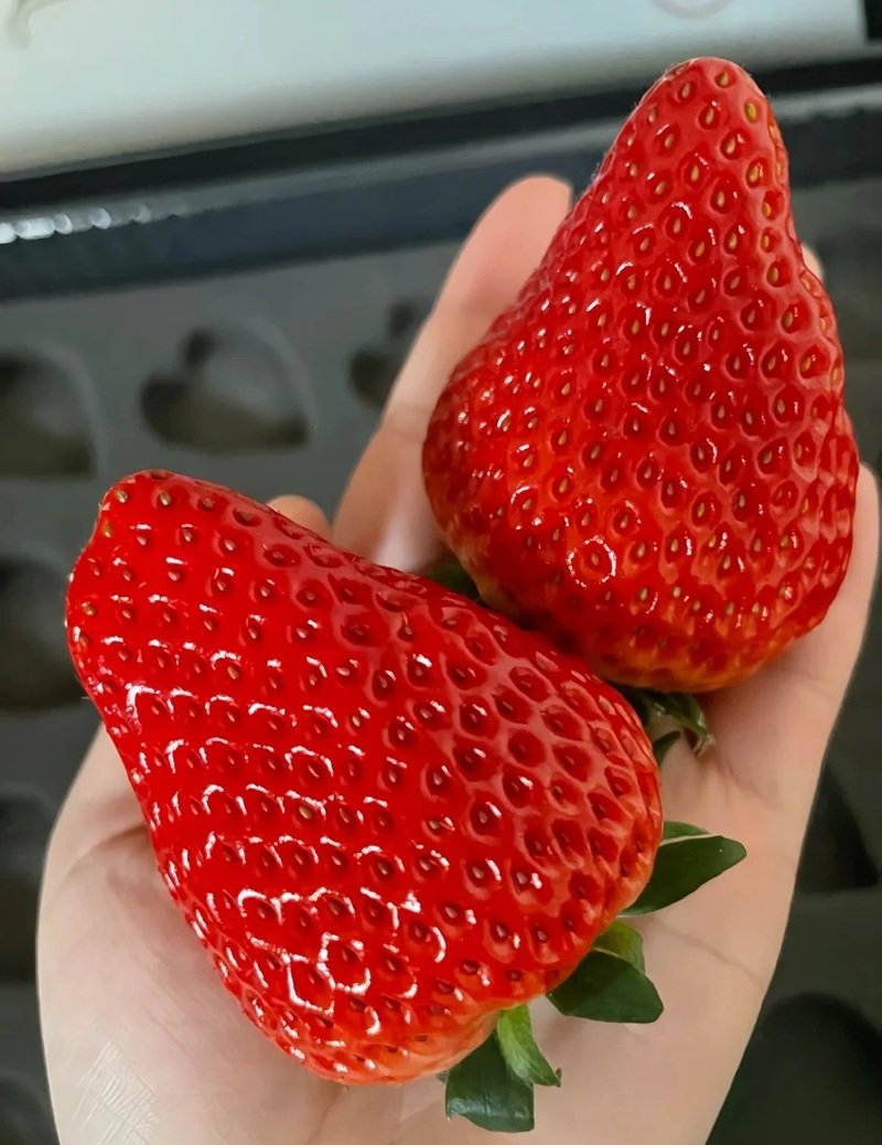 ảnh quả dâu tây 30