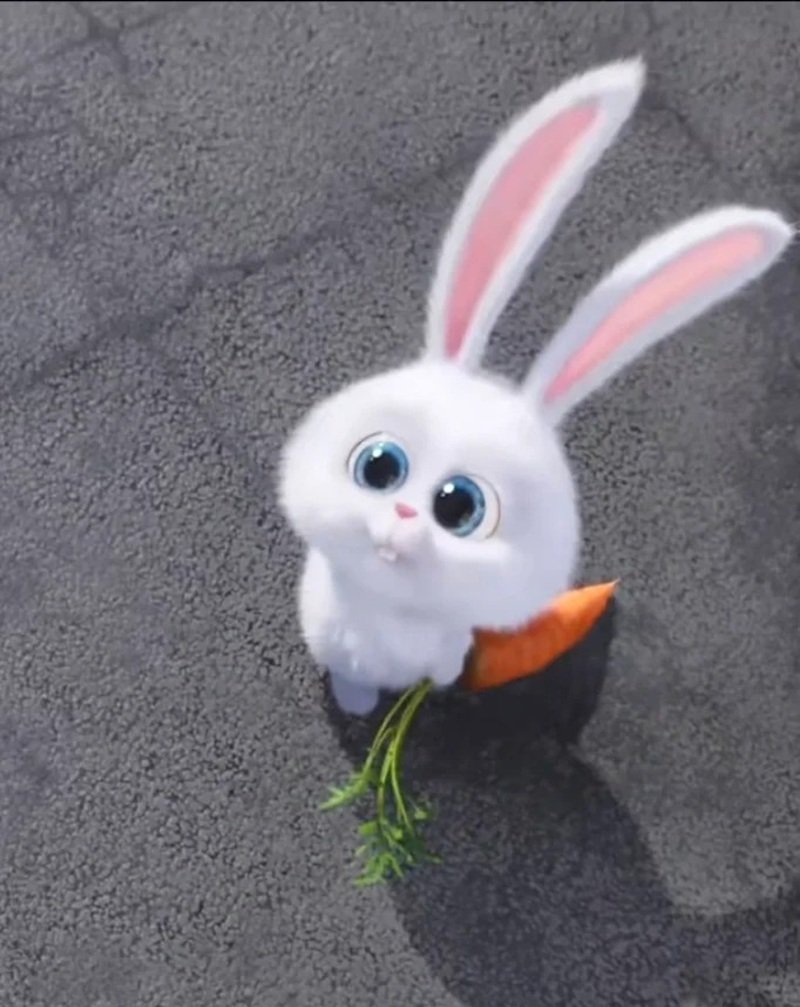 ảnh thỏ snowball