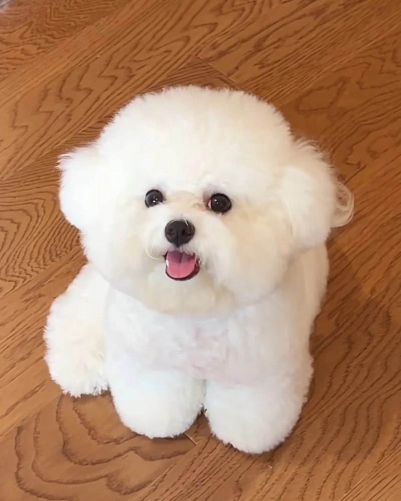 chó bichon 1