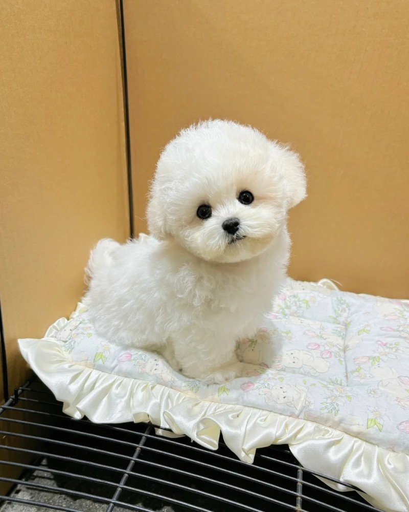 chó bichon 11