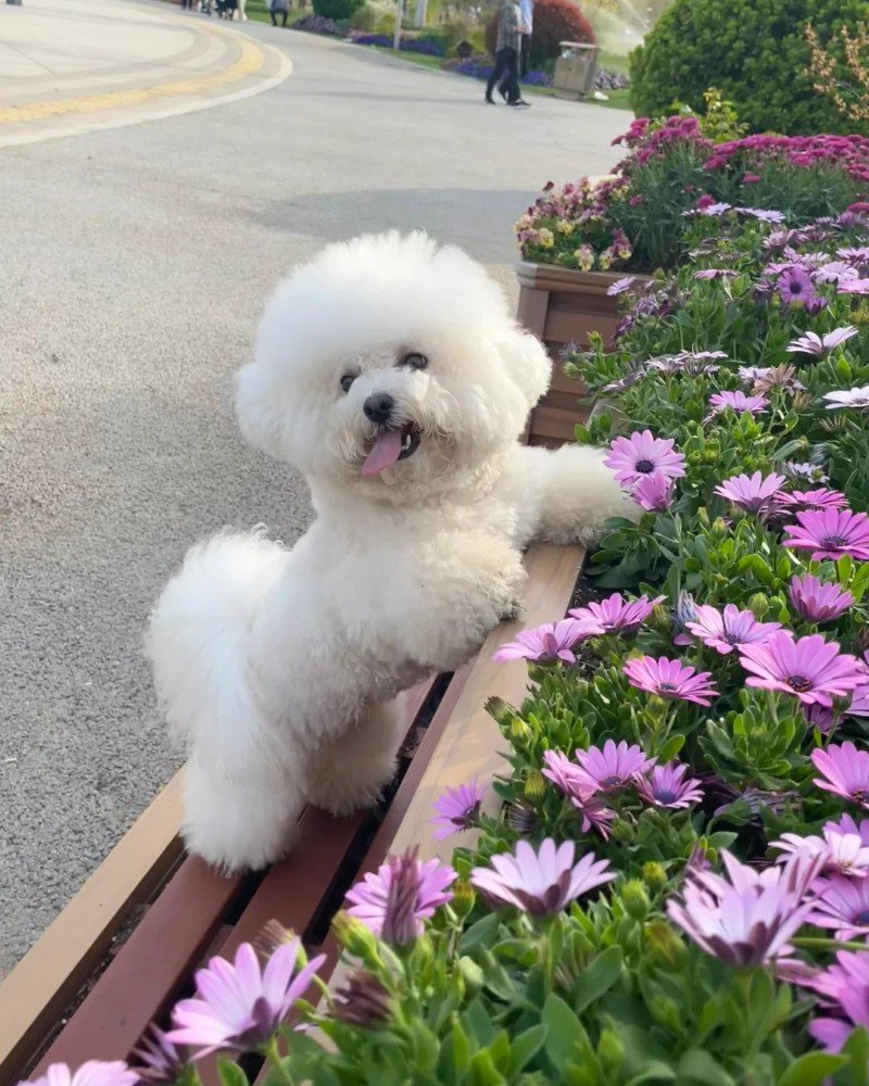chó bichon 12