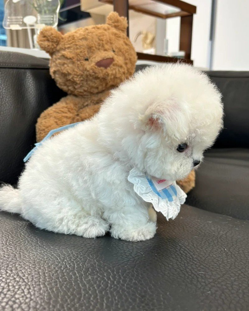 chó bichon 14