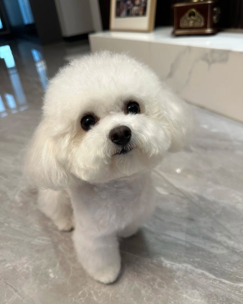 chó bichon 15