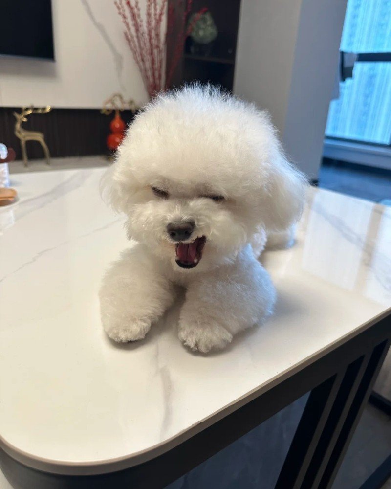 chó bichon 16