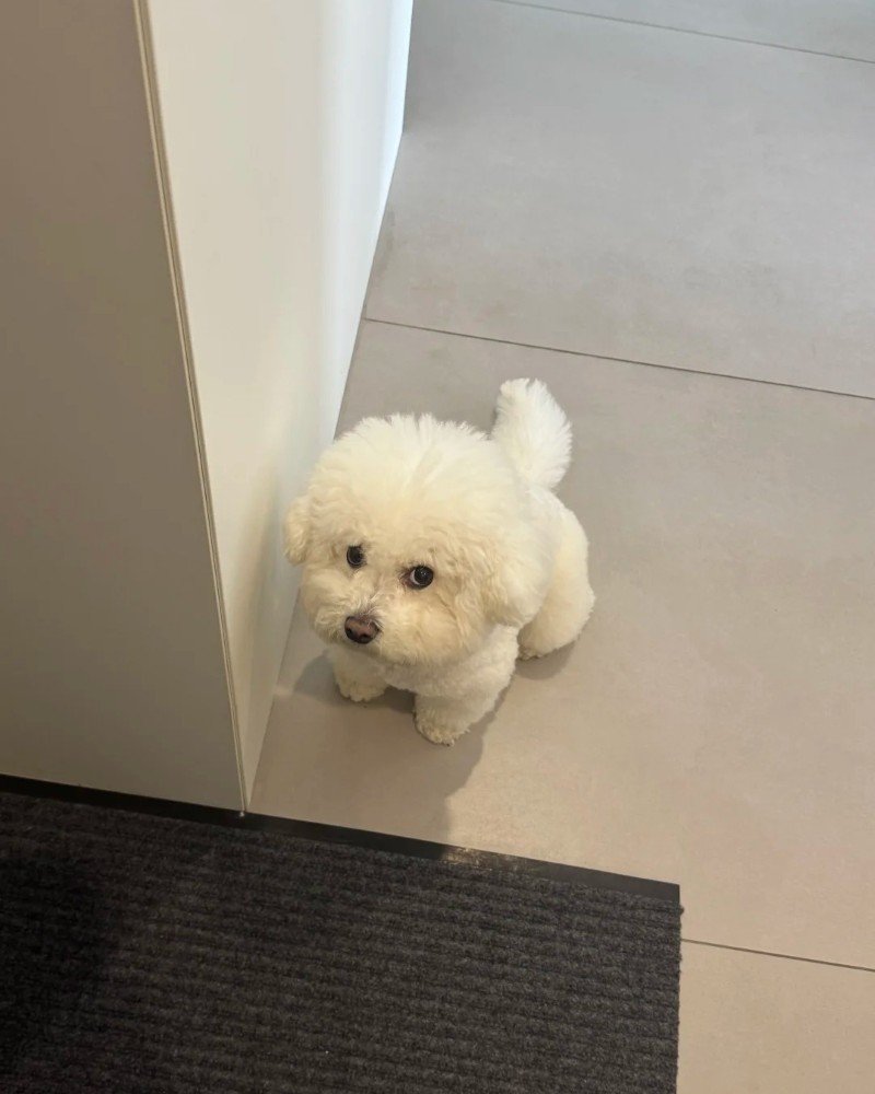 chó bichon 18
