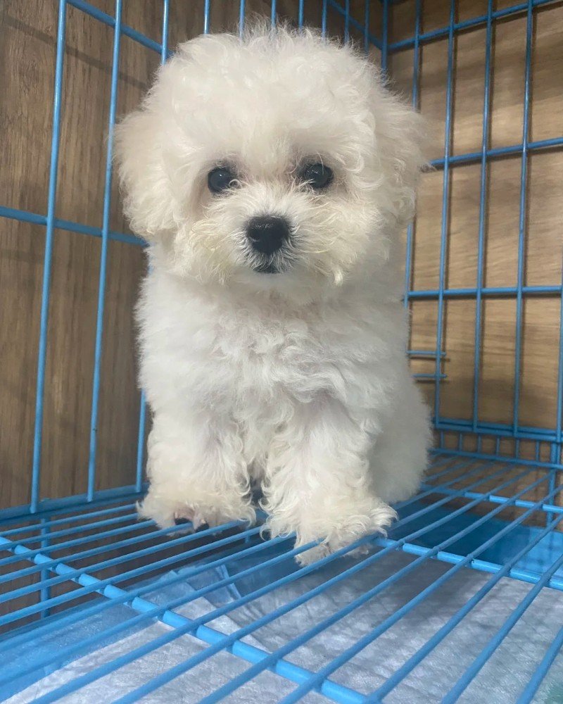 chó bichon 2