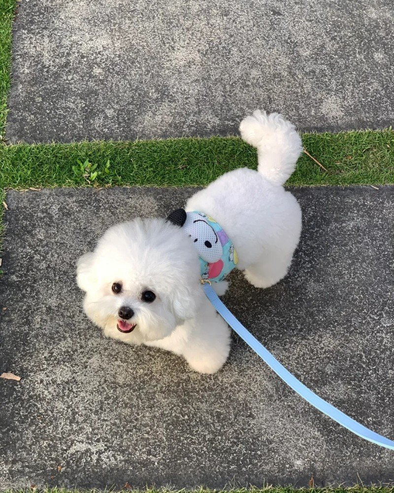 chó bichon 21