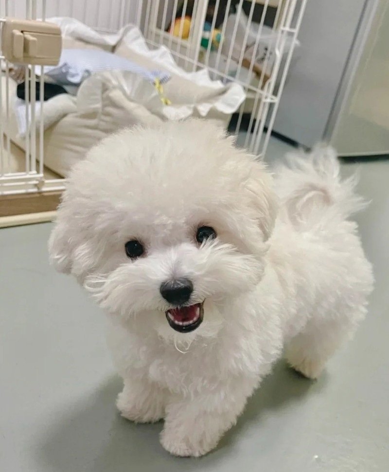 chó bichon 24