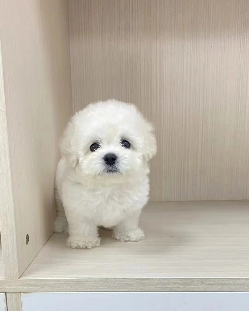 chó bichon 25