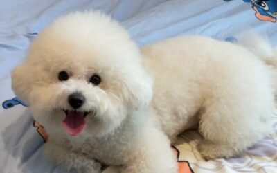 Chó Bichon – Nhỏ Nhắn, Lông Xù Trắng Và Rất Quấn Chủ