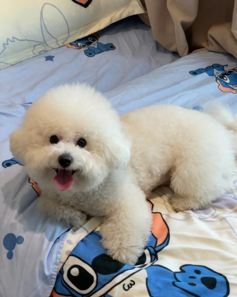 Chó Bichon – Nhỏ Nhắn, Lông Xù Trắng Và Rất Quấn Chủ