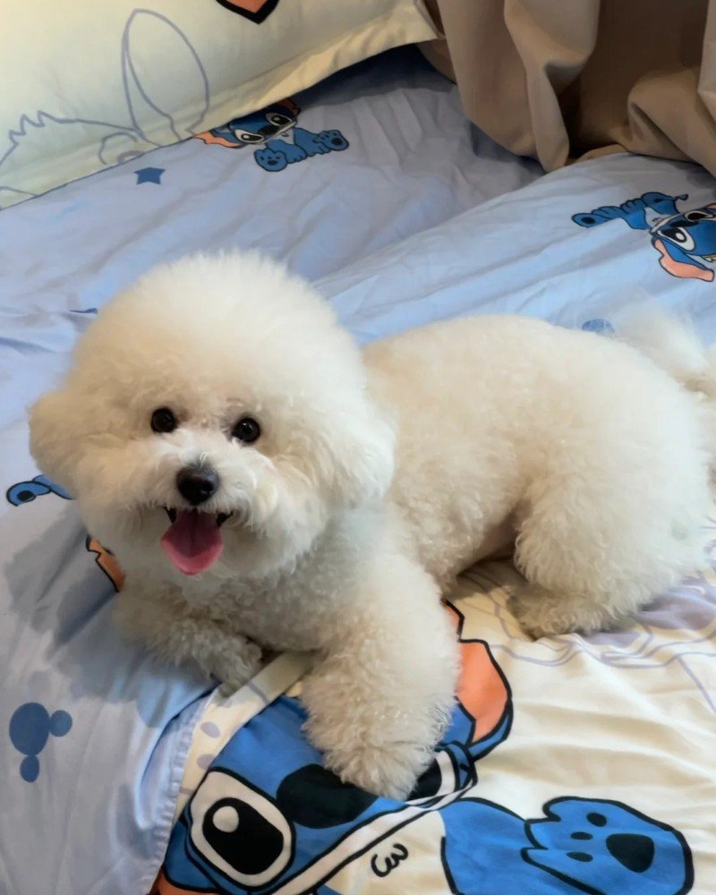 chó bichon 27