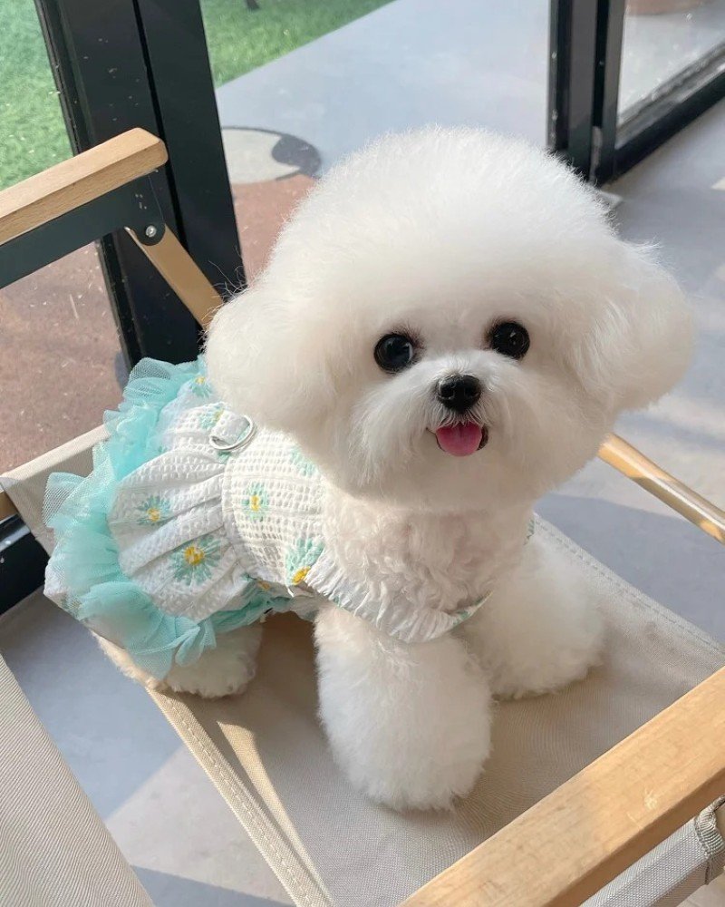 chó bichon 3