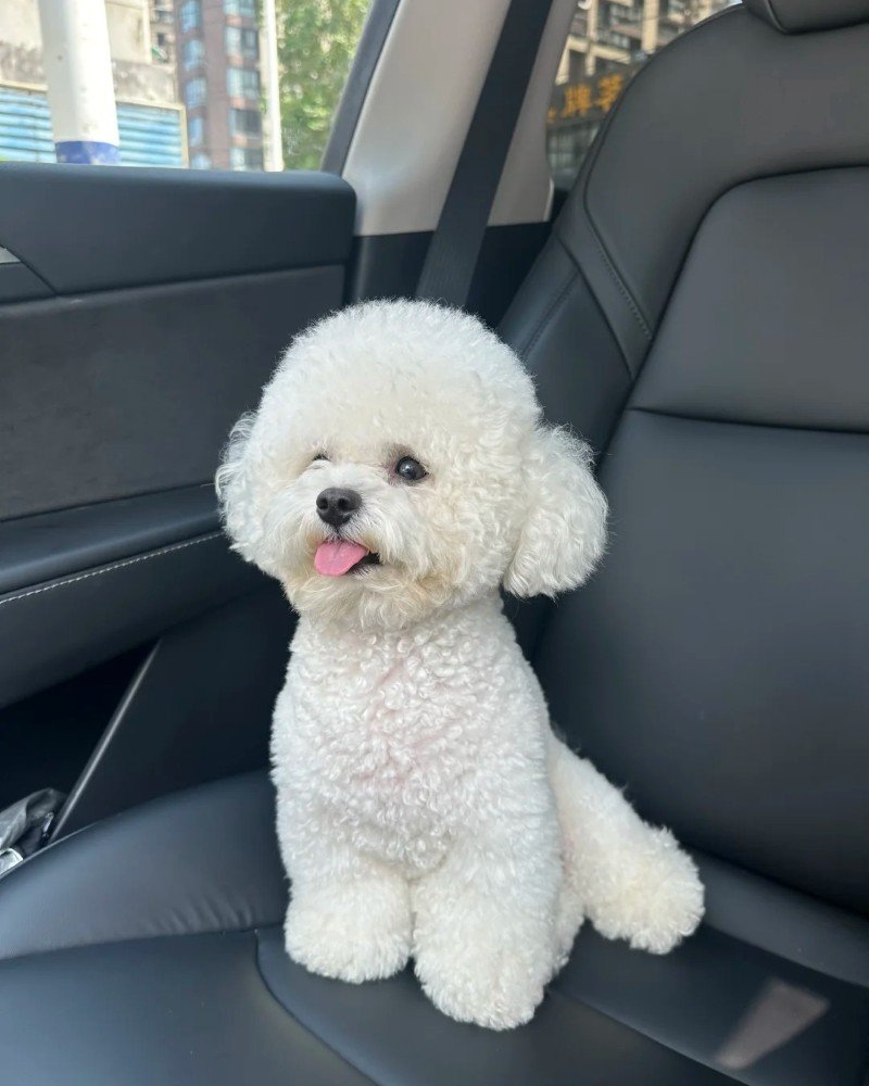 chó bichon 30