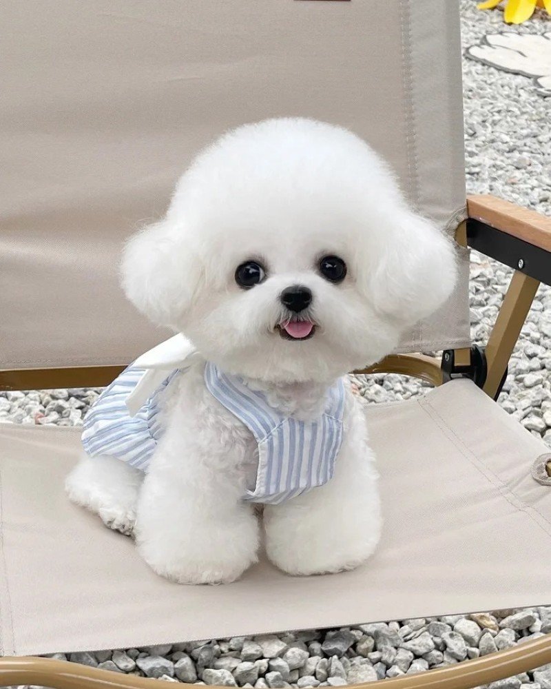 chó bichon 4