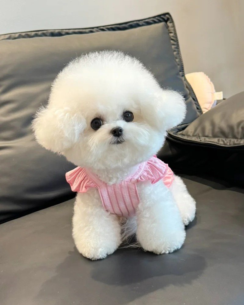 chó bichon 7