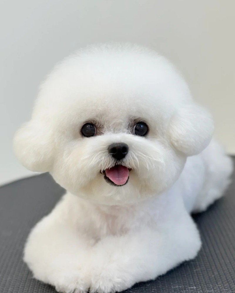 chó bichon 9