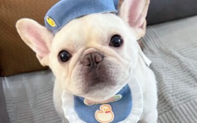 Chó Bull – Ngoại Hình Lực Lưỡng, Tính Cách Hiền Và Rất Trung Thành