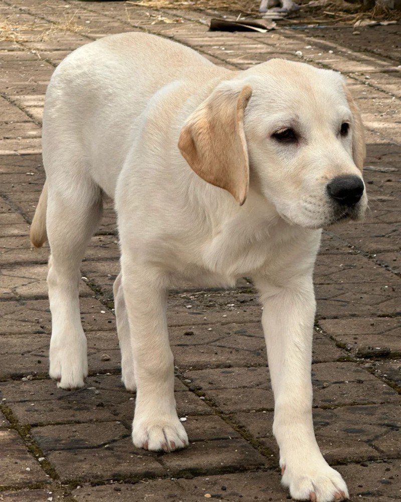 chó labrador 18