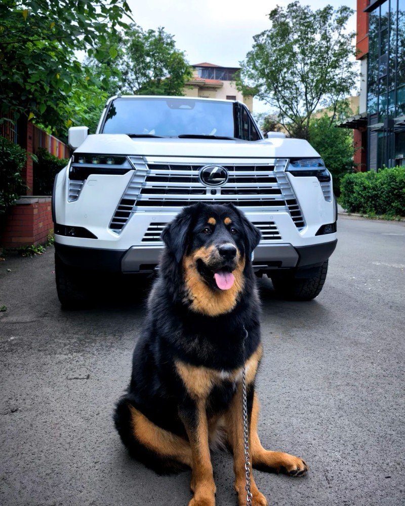 chó ngao tây tạng 10