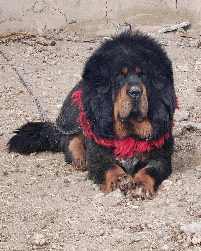 chó ngao tây tạng 11