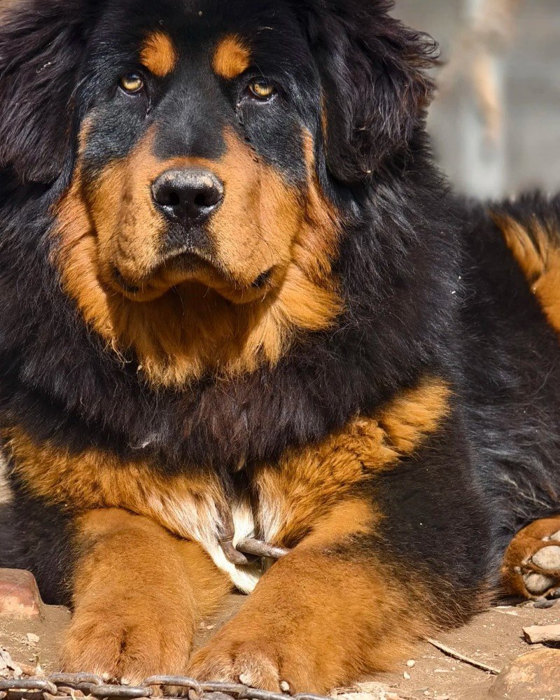 chó ngao tây tạng 13