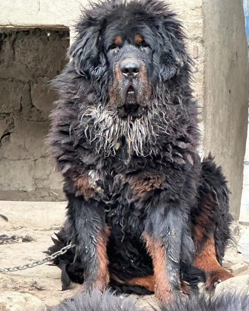 chó ngao tây tạng 14