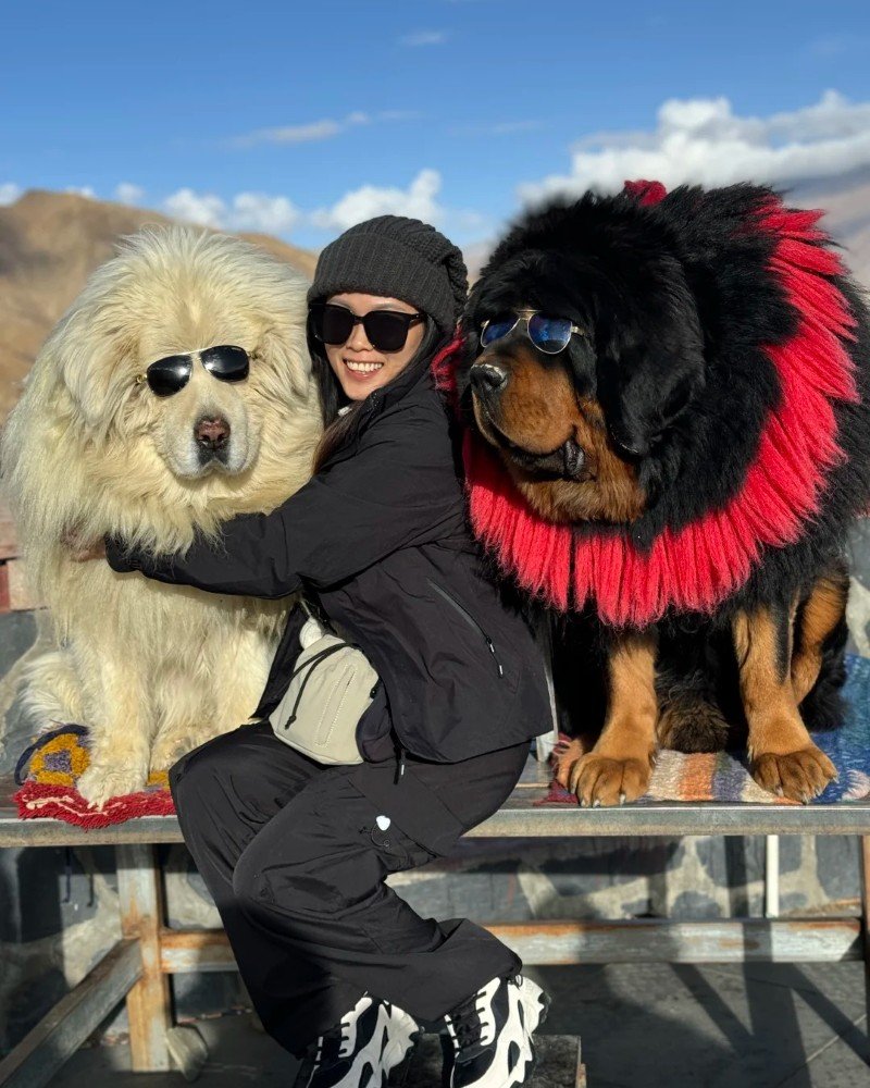 chó ngao tây tạng 15