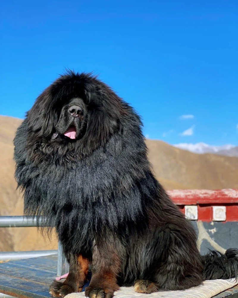 chó ngao tây tạng 17