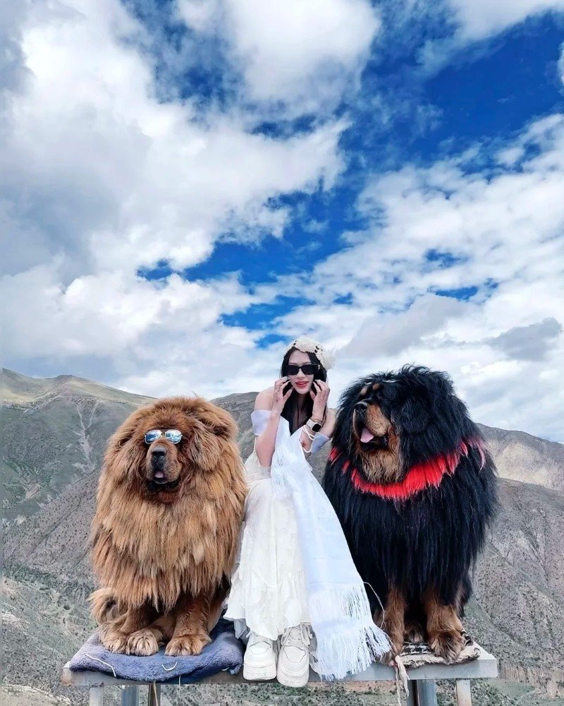 chó ngao tây tạng 2