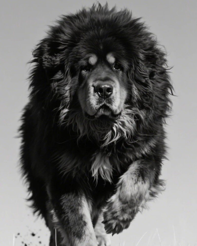 chó ngao tây tạng 22