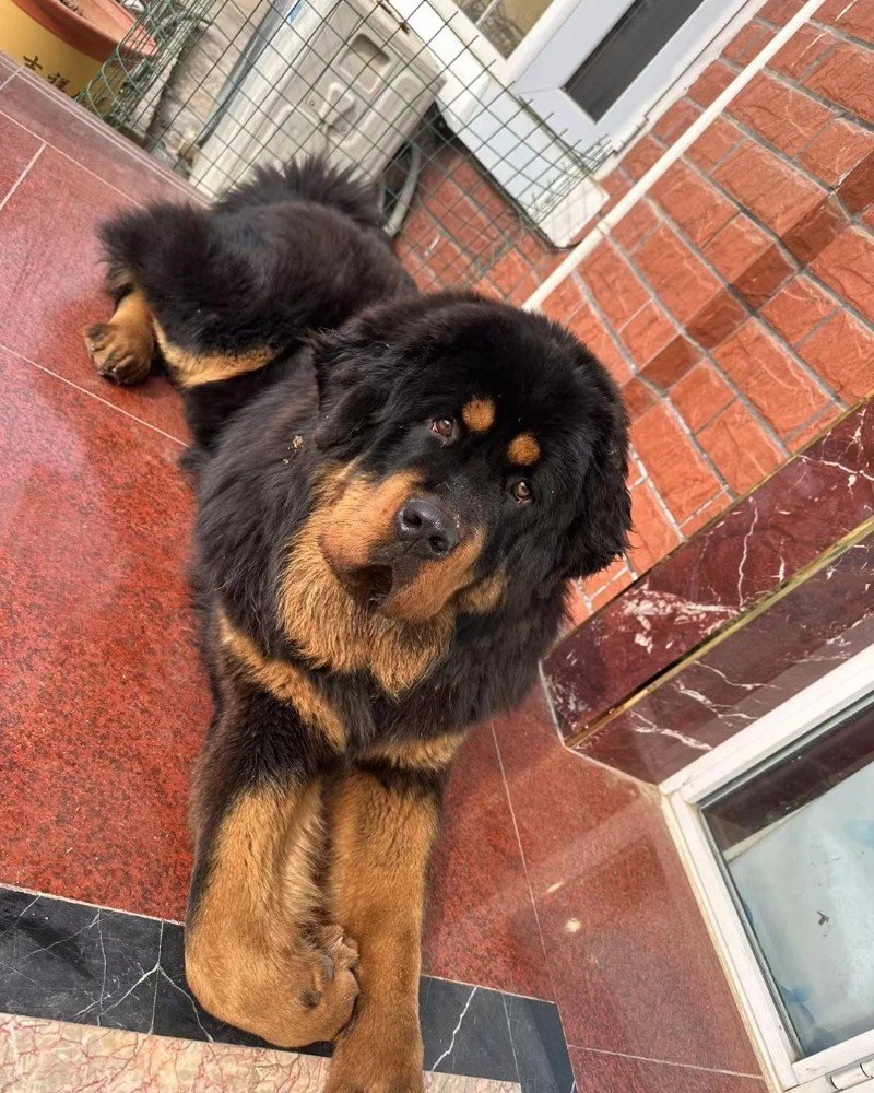 chó ngao tây tạng 24