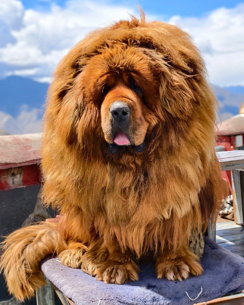 chó ngao tây tạng 25